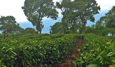 ALL ORGANIC TEA