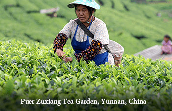 Woman working in a tea garden in Puer Zuxiang Tea Garden, Yunnan, China