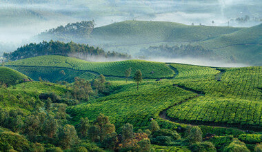 ORGANIC TEA BY ORIGIN