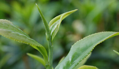 WHAT IS TEA?