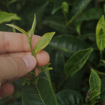 NEW TO TEA?