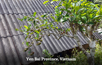 Tree with green fruit against a corrugated metal roof in Yen Bai Province, Vietnam