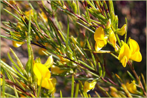 Rooibos Health | Rooibos Tea Health Benefits